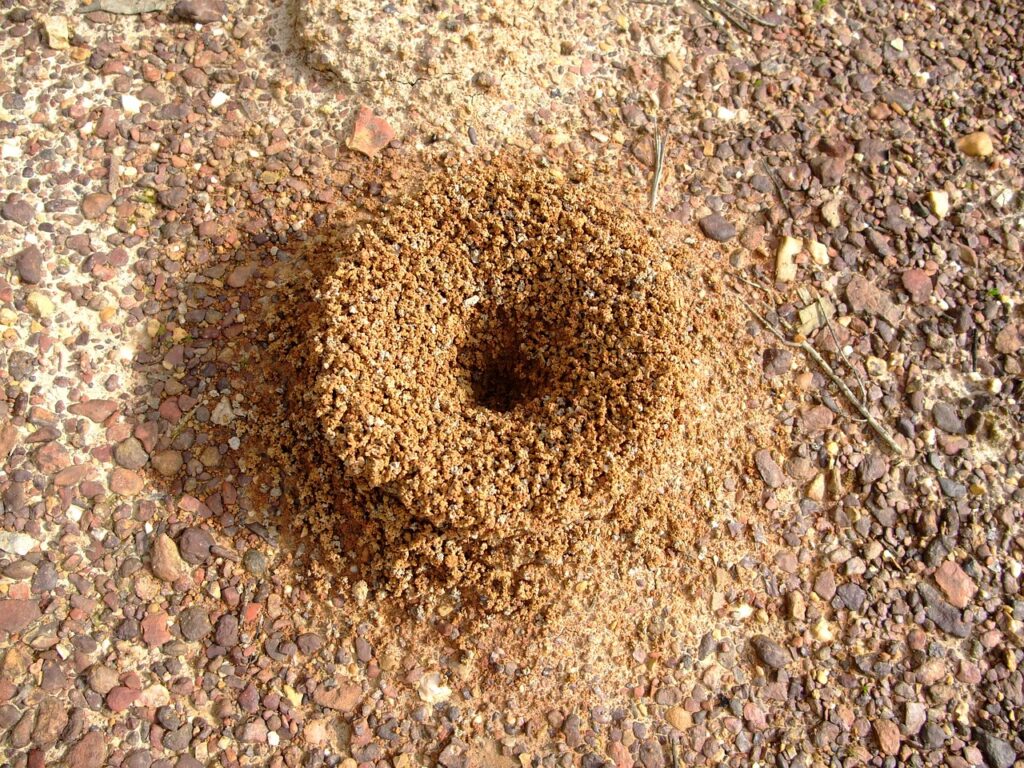 anthill, ant, insect-140643.jpg